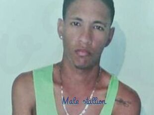 Male_stallion